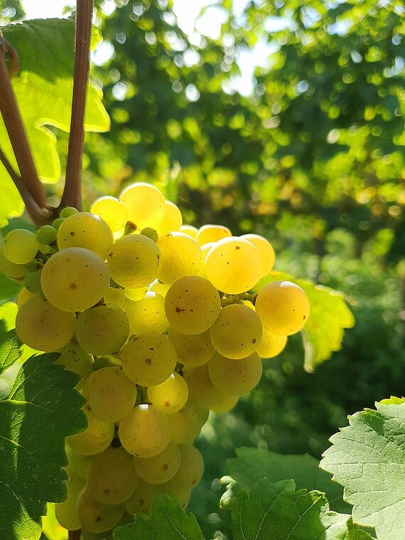 Rieslingtraube