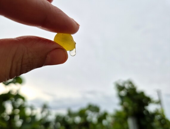 Weißburgunderbeere