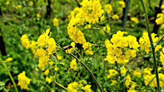 Frühling im Weinberg